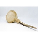 terre-shamanshaker-deer-antlers-xl-sea-3_musicvanderheyden