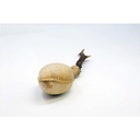 terre-shamanshaker-deer-antlers-m-sea-4_musicvanderheyden