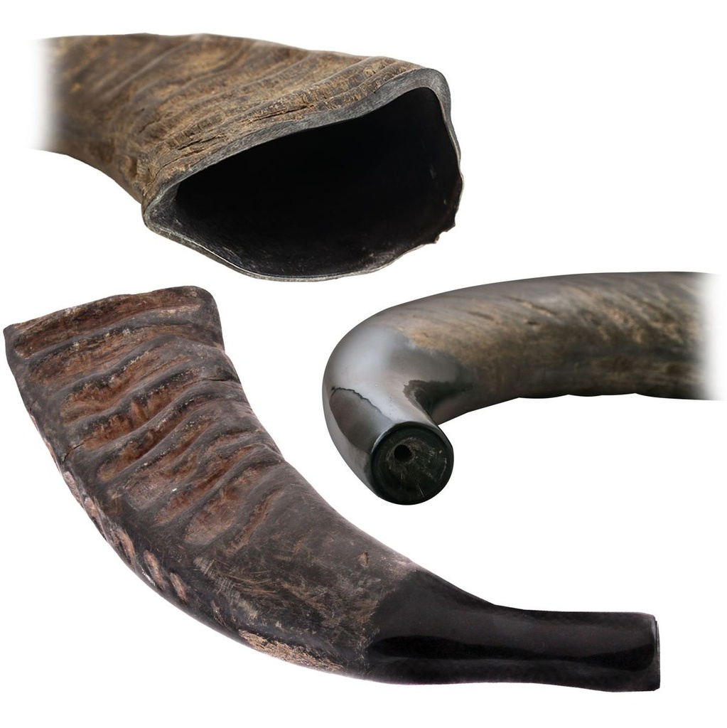 Terre Buffalo Horn 43cm